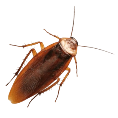 Šváby